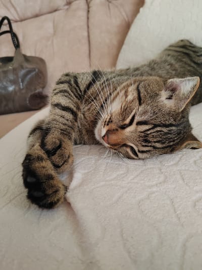 A tabby cat is sleeping on a light-colored blanket. The cat is lying on its side with its eyes closed. Its front paw is curled up. In the background, a portion of a beige couch and a brown purse are visible. The image was taken indoors.