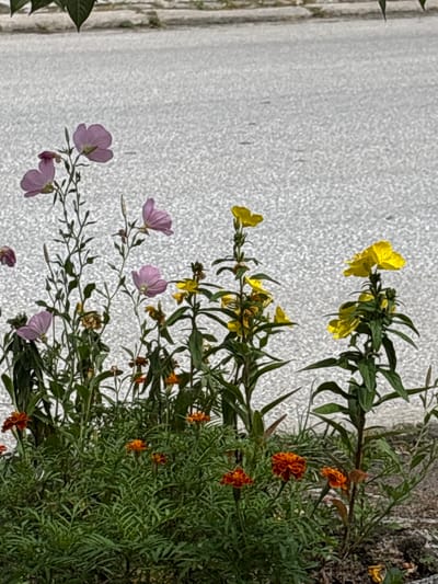 The image shows a close-up of a variety of flowers and plants growing alongside a textured, light-colored surface, likely a paved area. The flowers are in different stages of bloom, with some fully open and others still buds. There are bright yellow flowers with four petals, delicate pinkish-purple flowers with five petals, and small, vibrant orange flowers. The plants have slender green stems and feathery leaves. The background is blurred, but the textured surface suggests an outdoor setting. The lighting indicates it is daytime, and the presence of lush greenery implies favorable weather conditions. The scene is a naturalistic arrangement of wildflowers and garden plants, creating a colorful and slightly wild aesthetic. There is no visible text.