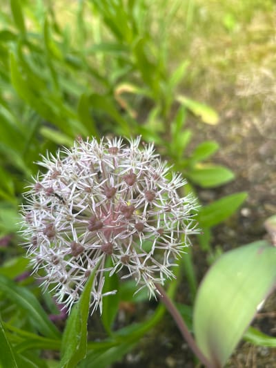 This is a close-up, top-down shot of a delicate, spherical white flower cluster, possibly an Allium species, with thin, spiky petals radiating outwards from dark purple centers. A small black ant is visible on one of the petals. The flower is surrounded by lush green foliage, with some out-of-focus leaves and a larger, pale green leaf in the upper right of the frame. The background is softly blurred, suggesting a natural outdoor setting, possibly a garden. The lighting appears natural, indicating it could be daytime, with bright highlights on the leaves suggesting sunlight. No people, text, or specific events are depicted. The context suggests the image was taken in Kongsberg, Norway.