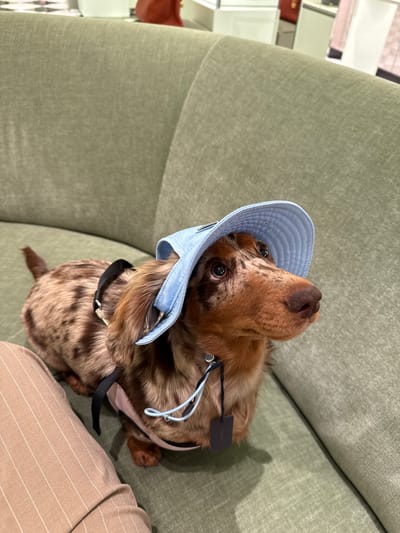 A dappled dachshund dog, with a mottled brown, tan, and black coat, sits on a light green upholstered sofa. The dog wears a light blue bucket hat, a black harness over a pink undergarment, and a black tag inscribed "PRADA" suspended from a light blue string near its neck. Its gaze is directed upward and to the right. A human leg, clad in light brown pinstriped trousers, is partially visible to the dog's left. The background features blurred retail display cases, a red object, and a black and white checkered floor, indicative of a luxury retail store. This scene is located within a Prada boutique at Plaza Andares in Zapopan, Jalisco, Mexico.