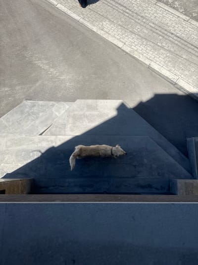 The image captures an overhead view of an outdoor urban or suburban setting, likely an entrance or pathway in Zovuni, Armenia. The scene is dominated by geometric lines and strong contrasts between light and shadow.

The main subject is a medium-sized dog with light-colored fur (possibly cream or golden) and a dark collar, standing on a dark gray tiled surface. The dog is seen from above, facing away from the viewer, looking towards a dark, tall wall or structural element on the right side of the frame. Its body is partially illuminated by sunlight, with its head and front portion in shadow, while its back and tail catch the light.

The ground comprises various materials: a light-colored, patterned paved area resembling bricks or cobblestones on the far left, bordering a dark gray asphalt road. To the right, a series of steps and a landing, made of dark gray, smooth stone or concrete, lead into a recessed area. A prominent, angular shadow from an unseen overhead structure cuts across the scene, sharply delineating light and dark areas. The dog is situated near the edge of this shadow.

The notable details include the strong sunlight, indicating a clear, sunny day, likely morning or late afternoon given the acute angles of the shadows. The architectural elements are modern and clean-lined. No legible text is visible in the image.