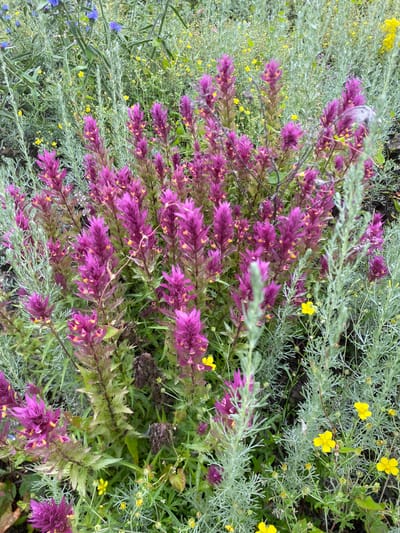 The image is a close-up, eye-level, medium shot of a dense patch of wild flowers in Maloarslangulovo, Russia. The dominant feature is a cluster of purple flowers with yellow accents, likely a species of Indian paintbrush, standing tall amongst other vegetation. The background is a soft blur of green foliage and smaller yellow flowers, creating a natural, somewhat overgrown garden aesthetic. The lighting is diffused, suggesting an overcast day or the shade of a larger plant. There are no people or animals visible in the frame. The scene is serene and depicts a natural outdoor environment.