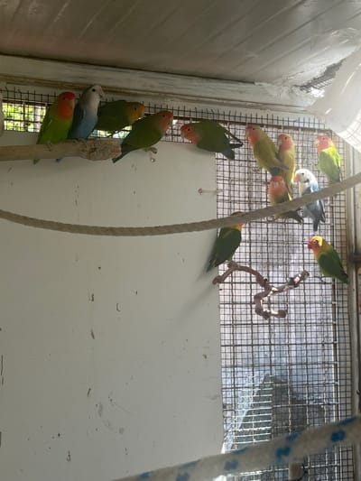 A group of lovebirds are perched on a wooden branch inside a cage. The cage is made of wire mesh and has a white panel on one side. The birds are a variety of colors, including green, blue, yellow, and red. Some of the birds are facing the camera, while others are looking away. The lighting in the image is bright, suggesting it is daytime. The scene appears to be in an outdoor enclosure, as indicated by the natural light and the presence of vegetation visible through the cage in the background. The overall impression is one of a captive environment for the birds, possibly a home or a sanctuary. The location of Vallo della Lucania, Italy, is not discernable from the image itself, as there are no identifying landmarks or context clues to suggest this specific location.