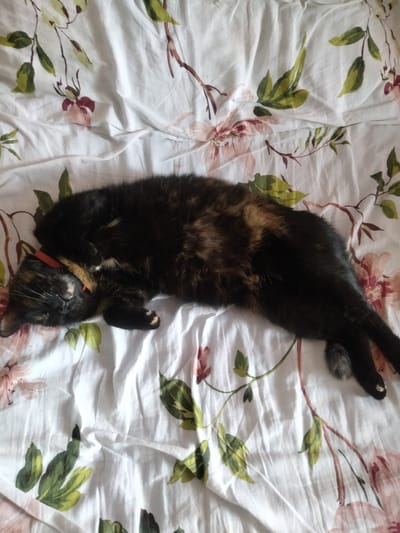 This is a close-up, top-down shot of a tortoiseshell cat sleeping soundly on a white duvet with a floral pattern. The duvet features a repeating design of pink and white flowers with green leaves and brown stems. The cat is curled up on its side, with its head tucked under its body and its paws resting on the fabric. It wears a bright red collar. The cat's fur is a mix of black, brown, and orange, characteristic of its breed. Its eyes are closed, and its facial expression suggests a deep, peaceful slumber. The lighting appears to be natural, possibly from a window, casting soft shadows and highlighting the textures of the cat's fur and the duvet. The scene evokes a sense of calm and domestic tranquility. There is no visible text in the image. Given the location context of Ananiv, Ukraine, the scene likely takes place indoors, within a home. The time of day and weather are not discernible from the image itself.