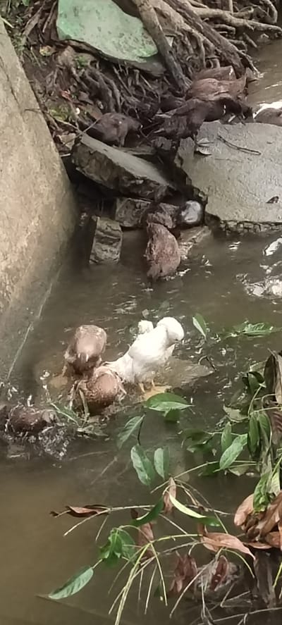 The image shows several chickens in a shallow, muddy stream or ditch. The chickens are of varying colors, including white and brown. The stream appears to be located near a concrete structure and some rocks. Foliage, including green leaves and branches, is present along the stream's edge. The stream appears to be adjacent to Aluegunto, Indonesia.