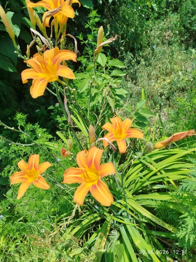 The image shows a close-up view of orange daylilies with green foliage in what appears to be a garden or natural outdoor setting. The flowers are vibrant and in focus, with some buds visible. The background is filled with various shades of green, indicating lush vegetation. There are no people or animals clearly visible in the image. A timestamp in the lower right corner reads "30.06.2026 12:11", suggesting the photo was taken on June 30, 2026, at 12:11 PM. The location is identified as Özgön, Kyrgyzstan.