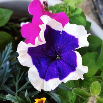 A close-up shot focuses on two vibrant petunia flowers, one with petals that transition from a deep, velvety purple to white, and another a striking magenta. The purple and white petunia is in the foreground, its textured petals slightly curled at the edges. The purple center bleeds outwards, creating a bold, irregular pattern on the white outer portions of the petals. Fine lines, typical of petunia petal structure, are visible within the purple area, and a few tiny specks of pollen or dust are scattered across the surface. Behind this, the magenta petunia is partially visible, its color intense and luminous.

The flowers are nestled amongst lush green foliage. Some of the leaves are broad and smooth, while others are finely dissected and appear almost feathery. In the lower left corner, a small portion of a bright yellow flower with a darker center peeks out, adding another splash of color to the scene. The background is softly blurred, suggesting an outdoor setting, possibly a garden or a patio. A hint of a grey, textured surface, perhaps a wall or pot, is visible in the upper right. The lighting appears to be natural, possibly from a bright, overcast day, as there are no harsh shadows. The overall impression is one of natural beauty and the vibrant colors of summer blooms. The image is taken in Knowsley, United Kingdom. There is no visible text in the image.