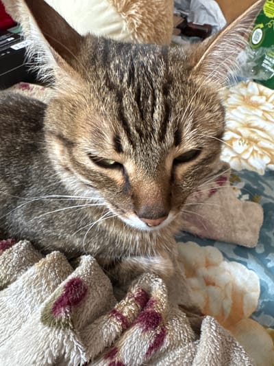 A close-up, eye-level shot shows a tabby cat with green eyes lying on a patterned surface. The cat's fur is brown and black striped, and its ears are pointed upwards. The cat's eyes are partially closed, giving it a sleepy appearance. The background consists of a floral-patterned fabric. The image appears to be taken indoors, possibly in a home environment.