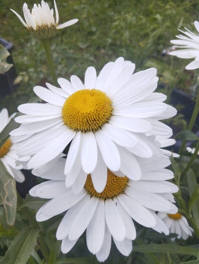 This is a close-up photograph of several white daisies with bright yellow centers, set against a blurry green background of grass and foliage. Two large daisies dominate the foreground, one slightly behind and above the other, showcasing their numerous white petals radiating from the central disc. In the upper left, a partially opened daisy bud is visible, its white petals tightly furled. Further in the background, other daisies are discernible, some in focus and others out of focus, suggesting a garden or natural setting. The lighting appears to be natural daylight, with no harsh shadows. The overall impression is one of natural beauty and a peaceful, perhaps summery, atmosphere. There is no visible text in the image. The location context is Lobnya, Russia.