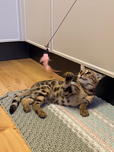 A Bengal kitten plays with a pink feather toy attached to a string and a bell. The kitten is lying on its back on a grey, woven mat with stripes of pale blue and pink. The mat is on a light-colored wooden surface. Behind the kitten, there is a white cabinet with a black border. The kitten's fur is patterned with dark spots and stripes on a tan background. Its eyes are wide and alert, suggesting focus on the toy. The lighting is warm, possibly indicating indoor lighting or late afternoon sun. The overall scene conveys a playful and domestic atmosphere. The location is Rzhev, Russia. There is no visible text in the image.