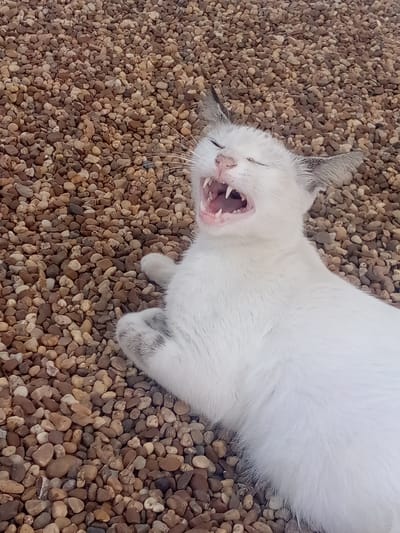 A white cat is lying on a bed of small, rounded, brown and tan pebbles. The cat is positioned diagonally across the frame, with its head towards the upper left and its body extending to the lower right. The cat has gray ears and gray patches on its left front paw. Its eyes are closed, and its mouth is open, revealing pink gums and sharp teeth. The background is entirely composed of the pebbles, which create a textured surface. The scene is likely outdoors, given the nature of the pebbled surface. There is no evidence to support it being in El Dátil, Venezuela.