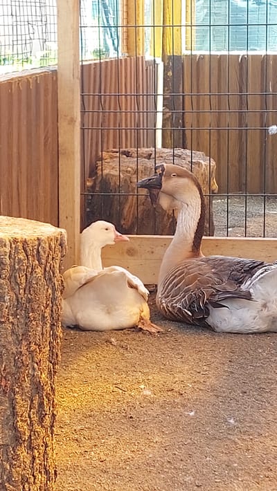 This is a photograph of two geese in an enclosure. The goose in the foreground is white with a pink beak and is looking to its left. The goose behind it is mostly brown and white with a dark beak and is looking down. The geese are standing on a sandy ground next to a large piece of wood. Behind the geese, there is a wooden structure with a wire mesh fence. The scene appears to be outdoors, possibly a farm or a zoo, given the enclosure. The lighting suggests it is daytime. There is no visible text in the image.