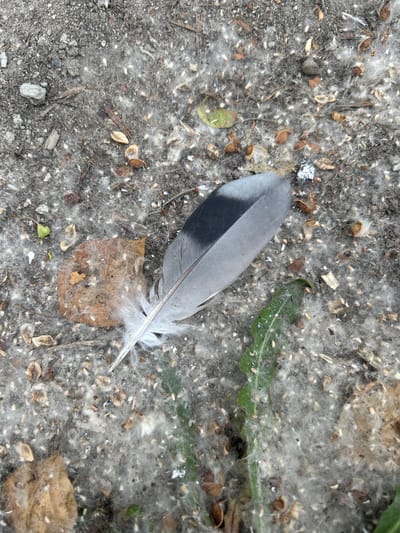 A single grey and black bird feather rests on a patch of ground covered in light-colored downy material, scattered seeds, and small debris. The ground appears to be a mix of dirt and gravel. Several dry leaves and some green vegetation are also visible. The image was taken outdoors. The location of this image is not provided.
