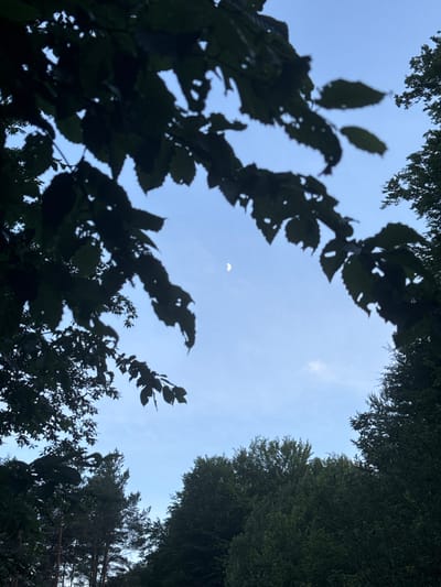 This is an eye-level, outdoor, medium shot taken in Lisnyky, Ukraine. The image captures a sliver of the moon visible in a pale blue sky, partially obscured by dark green leaves and branches in the foreground, creating a natural frame. The lush canopy of trees forms the bottom and sides of the frame. The scene appears to be set at dusk or dawn, given the low light and the presence of the moon. There are no people or animals visible in the image, and no discernible action is taking place. The environment is a forested area, likely a park or natural reserve, characterized by dense foliage and a serene atmosphere.