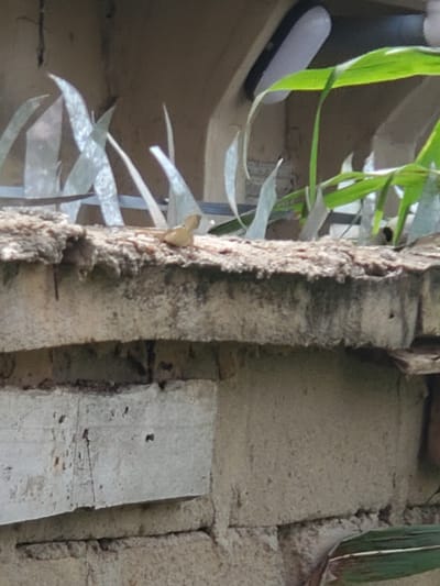 A close-up shot shows a concrete structure overgrown with foliage. A section of the concrete has a rough, weathered texture with what appears to be organic growth. There are green and metallic leaves on the structure. A white and black object is positioned on the ledge, partially obscured by the foliage. The location is identified as Atani, Nigeria. The image lacks any information about people, actions, or interactions. The focus is on the concrete and the plant life on it.