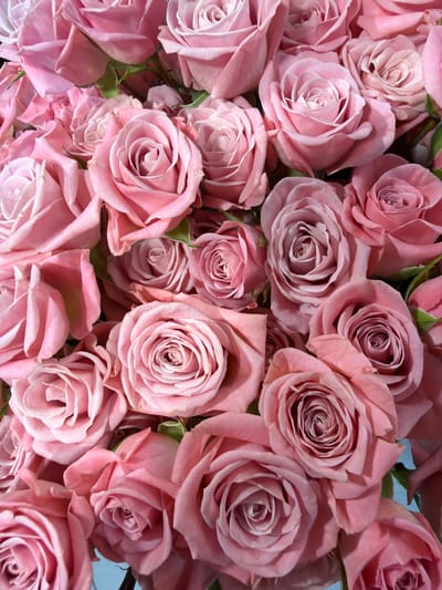 The image is a close-up, overhead shot of a large bouquet of pink roses. The roses are of varying sizes and stages of bloom, with some fully opened and others still tightly furled. The petals are soft and velvety, with delicate layers that create a sense of depth and texture. The lighting is soft and diffused, highlighting the subtle variations in color and shading of the roses. The background is out of focus, creating a bokeh effect that further emphasizes the flowers. There are no people or other objects visible in the image. The image does not contain any information about the city of Oskemen, Kazakhstan.