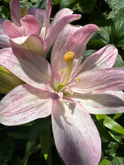 A close-up, upward angle shot captures a pale pink and white speckled lily in full bloom. The flower's delicate petals, tinged with darker pink streaks, unfurl to reveal a bright yellow stamen tipped with pollen. Another lily, partially obscured and appearing to be in an earlier stage of bloom, is visible behind the main subject. Lush, dark green foliage forms the background, suggesting an outdoor setting, likely a garden. The lighting indicates it is daytime, with shadows cast across the petals. This image does not depict any specific location within Narowlya, Belarus, as it focuses solely on the botanical subject.