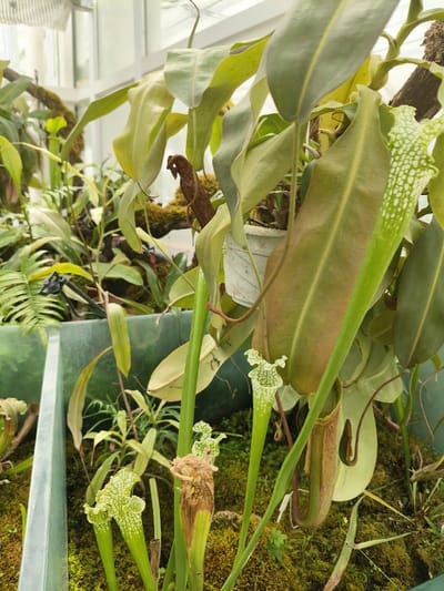 The image shows a variety of carnivorous pitcher plants growing in a green rectangular planter, located in a greenhouse. The plants are in various stages of growth, with some having fully formed pitchers and others still developing. One of the plants is in a white pot hanging from the top of the greenhouse. The plants are surrounded by green moss and other plants in the greenhouse. The location is the Wuhan Botanical Garden in Wuhan, China, based on the coordinates provided.