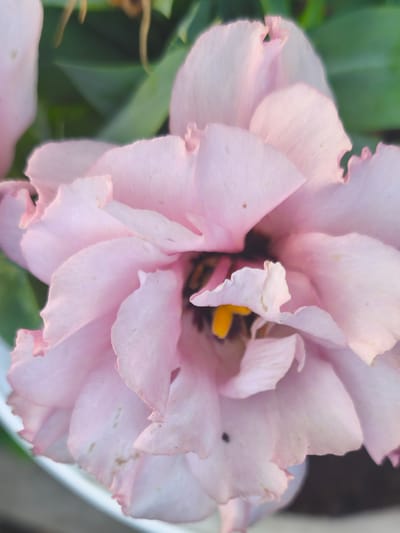 This is a close-up, vertically oriented, eye-level photograph of a light pink flower, possibly a lisianthus, in Nevinnomyssk, Russia. The flower's delicate, ruffled petals fill most of the frame, creating a soft, ethereal effect. The center of the bloom is dark, with hints of yellow stamens peeking through. The background consists of blurred green foliage, suggesting the flower is outdoors or in a garden setting. The lighting is soft and diffused, highlighting the subtle textures and variations in the petal coloration. There are no people or animals visible in the image. The overall impression is one of natural beauty and tranquility.