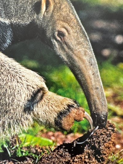 This is a close-up photograph of a giant anteater, likely in its natural habitat. The anteater's long, narrow snout is prominent, and its powerful forelimb with large claws is extended, digging into a mound of soil. A dark, worm-like creature, presumably an ant or termite, is visible near the anteater's snout, suggesting it is feeding. The background is a blur of green foliage and brown earth, indicating an outdoor, possibly wooded or grassy, environment. The lighting suggests daytime. The texture of the anteater's fur and the soil are detailed. There is no visible text in the image. The location context provided is Gandia, Spain, though there are no specific visual cues in the image to confirm this location.
