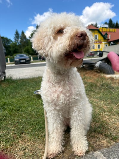 A fluffy white dog with curly fur is the central subject of this image. Its head is tilted, and its pink tongue is sticking out, giving it a playful and perhaps slightly goofy expression. The dog is outdoors, with a grassy area in the foreground and background. In the background, a building with a yellow facade and a red roof is visible, along with some trees and a blue sky with white clouds. A road with a car and part of another vehicle can be seen to the left of the dog. A pink ribbed tube and black pipes are also visible in the background, suggesting some kind of construction or industrial equipment. The overall scene appears to be set during the daytime, with bright sunlight indicating pleasant weather. The context of Unterauerling, Austria, suggests a European setting. There is no visible text in the image.