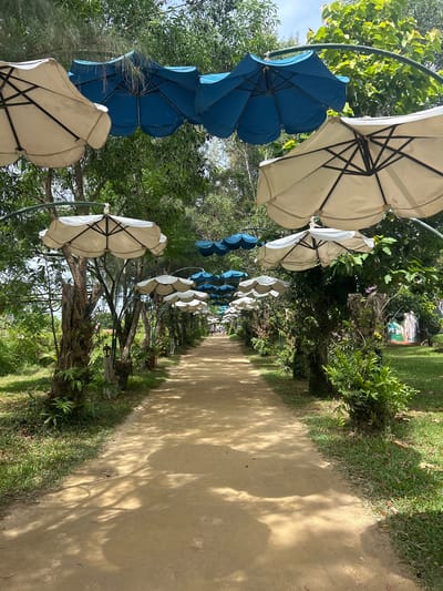 The image depicts a pathway in Hoa Thang, Vietnam, lined with trees and decorated with numerous umbrellas suspended from metal arches. The pathway itself is unpaved, appearing to be made of sand or packed dirt, and is bathed in dappled sunlight filtering through the overhead foliage and umbrellas.
The umbrellas are arranged in alternating rows of white and blue, with some white umbrellas in the foreground and blue umbrellas further down the path. They are open and oriented downwards, providing shade. The trees flanking the path are tall and leafy, with some trunks showing signs of age or perhaps artistic styling. Lush green vegetation, including ferns and other plants, grows along the edges of the path and around the bases of the trees.
In the distance, the path continues, and a few indistinct figures of people can be seen walking along it, suggesting this is a public area or park. The overall impression is one of a serene, shaded, and decorative outdoor space. The architecture of the suspended umbrellas and arches suggests a deliberate design to enhance the aesthetic appeal of the pathway.