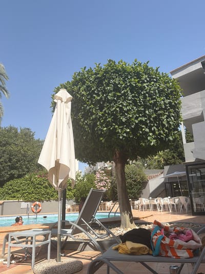 The image captures a sunny daytime scene at a poolside area, likely a hotel or resort, in Palma, Spain. In the foreground, a closed, cream-colored patio umbrella stands beside a grey lounge chair on which a black shirt, yellow towel, and a striped bag containing pink and white items are placed. Adjacent to the lounge chair is a small, grey side table with a pair of shoes underneath.

The pool is visible to the left, with clear blue water. Two people are partially submerged in the pool, with one person's head and shoulders visible above the water, and another person partially submerged next to them. An orange life preserver hangs on the pool wall. A tall, round, lush green tree dominates the mid-ground, casting shadows on the tiled patio. In the background, a modern grey building with balconies and a black-framed entrance with the partial word "BO" visible can be seen. A seating area with white tables and chairs is set up in front of the building, with some tables covered by white umbrellas. Green hedges and pink flowering plants line the area, and a palm tree frond is visible in the upper left corner. The sky is a clear, bright blue.