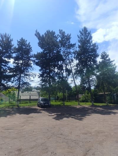 A dark blue car is parked on a dusty, gravel lot. Several tall pine trees with dark green needles line the background, casting long shadows across the ground. Behind the trees, a fence encloses a grassy area with some buildings and structures visible. The sky is bright blue with scattered white clouds, suggesting it is daytime and the weather is fair. The overall scene appears to be an outdoor parking area, possibly in a rural or suburban setting. A license plate on the car is partially visible, reading "VVJ 984".