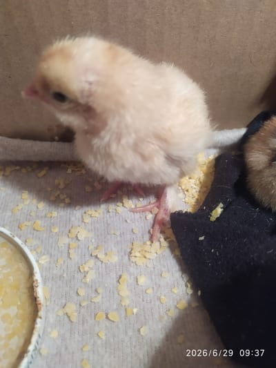 The image shows a close-up of a light-colored chick standing on a textured gray surface, possibly a blanket, scattered with small yellow pieces of feed. The chick is fluffy with a pink beak and dark eyes. Its legs and feet are visible, with the toes splayed. To the right of the chick, partially visible, is another chick with brown and tan plumage. In the lower left of the image, a portion of a white bowl with blue decorative patterns is visible, containing yellow feed. The background appears to be a brown cardboard surface. A timestamp "2026/6/29 09:37" is visible in the lower right corner. The scene is indoors, likely in a confined space such as a box or enclosure. The image quality is moderate, with some graininess. There is no information in the image to indicate a specific location within the city of Skala-Podilska, Ukraine.