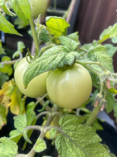 The image shows a close-up of two unripe green tomatoes on a vine. The tomatoes are round and pale green, with a smooth surface and a slight sheen. They are surrounded by vibrant green leaves, some of which are slightly curled and textured. The stem of the vine is fuzzy and greenish-brown. In the background, there are hints of brown wood, suggesting a fence or a wall, and some blurry dark green foliage. There are also a few dried brown flower remnants attached to the vine near the tomatoes. The overall impression is one of growth and nature, with a shallow depth of field that focuses attention on the tomatoes and their immediate surroundings. The lighting suggests it is daytime, possibly with some diffused sunlight. There are no people or animals visible in the image, nor any signs of urban elements that would place it specifically within the city of Arendal, Norway.