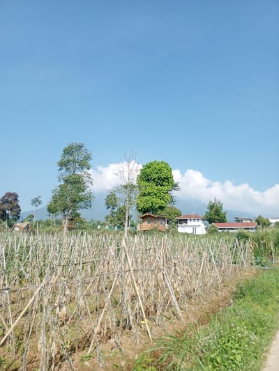 The image shows a rural scene in Ban Katan, Laos, with a field in the foreground. The field appears to have a structure of bamboo poles arranged in a criss-cross pattern, possibly for supporting crops. The plants in the field appear dried or withered.
In the background, there are trees and a few houses, with mountains visible in the distance under a blue sky with some clouds. The scene is taken during daylight hours. The overall impression is that of a rural or agricultural setting.