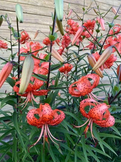 A cluster of vibrant orange tiger lilies with dark speckles bloom against a backdrop of weathered wooden siding. The lilies, some fully open and others in bud, display long, recurved petals and delicate stamens. Lush green foliage surrounds the flowers, creating a dense, naturalistic display. The scene is devoid of human presence, focusing entirely on the botanical subject matter. The wooden siding suggests an outdoor setting, potentially a garden or a wall of a building. The location is Aginskoye, Russia, though no specific landmarks or identifying features within the city are visible. The lighting appears to be natural daylight, casting subtle shadows that highlight the texture and form of the flowers and leaves.