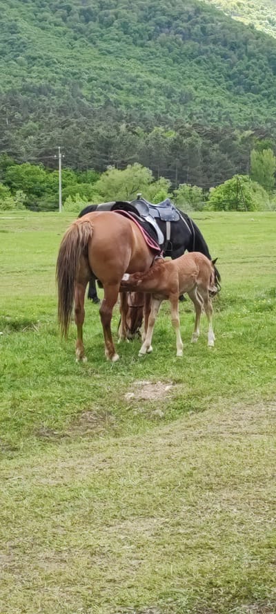 The image shows a chestnut horse with a black saddle on its back, standing in a grassy field in what appears to be a rural setting. A light brown foal is nursing from the chestnut horse. Behind them, a black horse is grazing. The background consists of green fields, trees, and forested mountains. The photo was taken near Gyulagarak, Armenia.