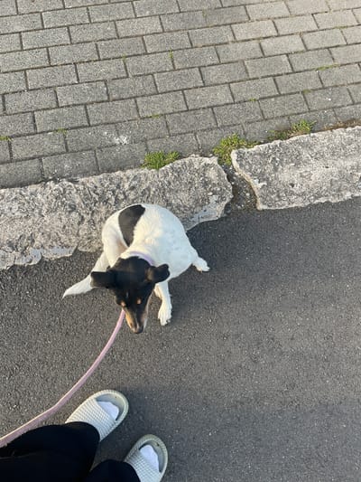 A small, black and white dog is on a pink leash, standing on asphalt next to a concrete curb. The dog is looking down. The perspective is from above, looking down at the dog and the ground. The ground is made of grey paving stones and asphalt. There are small green plants growing in the cracks between the paving stones and on the curb. The scene is outdoors.