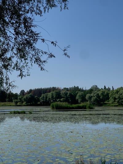 The image shows a wide, still body of water covered in lily pads, with a dense, green forest lining the distant shore. The sky is a clear, pale blue, suggesting a bright and sunny day. In the foreground, dark, silhouetted branches of a tree reach into the frame, contrasting with the open sky. The reflection of the trees and the sky on the water creates a mirrored effect, adding to the serene and peaceful atmosphere. The presence of lily pads indicates a natural, possibly marshy or lake environment. The overall scene evokes a sense of tranquility and natural beauty. The location is identified as Pisochyn, Ukraine. There is no visible text in the image.