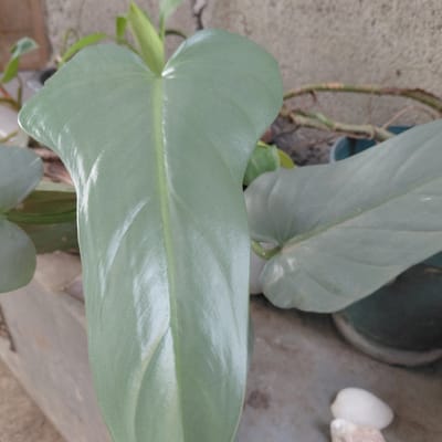 The image captures a close-up view of a lush green plant with large, heart-shaped leaves. The plant appears to be situated outdoors, possibly in a garden or patio area. In the background, a rough, textured wall and some potted plants are visible, suggesting an urban or residential setting. The lighting indicates it is daytime, with the sun casting subtle highlights on the glossy leaves. The overall impression is one of natural beauty within a domestic environment. This scene is consistent with the typical tropical setting found in Samal, Philippines, known for its vibrant flora and residential gardens.