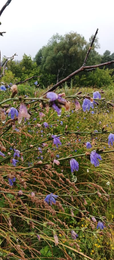 A close-up, low-angle shot captures a natural scene with a focus on blue and purple flowers, some of which appear wilted and covered in water droplets. These flowers are growing on thin, green stems, interspersed with dried, brown grass and seed heads. A dark, bare branch extends across the upper portion of the frame, also showing water droplets. In the background, out of focus, is a dense line of green trees and foliage under an overcast, gray sky. The setting is likely a field or meadow in the village of Podgornoye, Russia, on a day with rainfall, given the visible water on the plants. There are no people or animals visible in the image.