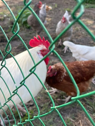 The image captures a group of chickens inside an outdoor enclosure, viewed through a green wire mesh fence. In the immediate foreground, a large white chicken or rooster is prominent, its head with a vivid red comb and wattle partially visible behind the blurred green wires. Further back and slightly to the right, a brown chicken with a smaller red comb is also seen, looking downwards. In the background, two smaller, greyish chickens are discernible amidst the sparse ground cover of dirt and some dry grass.
The fence itself is sharply green and out of focus, creating a bokeh effect that frames the subjects. The ground within the enclosure appears to be dry soil with some patches of vegetation. The lighting suggests it is daytime, possibly sunny, given the soft shadows and bright highlights on the chickens' feathers. No specific activity is taking place beyond the chickens roaming in their space. The photograph is taken from a slightly elevated perspective, looking down into the enclosure. There is no visible text. The scene depicts a typical farm or backyard setting for poultry, consistent with a rural or semi-rural area like Новая Тура, Russia.
