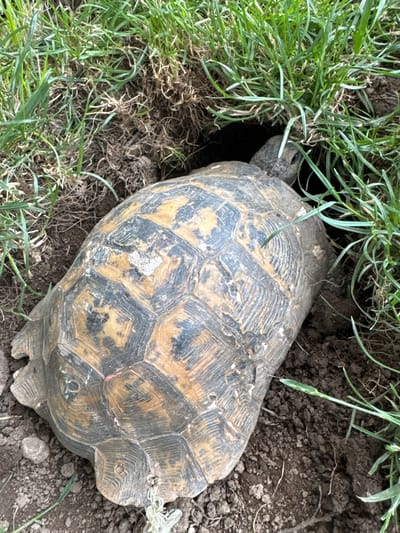 A top-down, slightly angled close-up shot shows a tortoise with a brown and black patterned shell partially entering a dark burrow. The tortoise is positioned in the lower center and right of the frame, with its head and front legs entering the burrow, which is obscured by lush green grass and dark soil in the upper center of the image. The ground surrounding the tortoise is a mixture of dark, moist soil with visible roots and small pebbles. The grass is dense and green, with some dry blades mixed in, suggesting a natural outdoor environment. The lighting appears to be natural daylight, casting soft shadows. The image was taken in Verinsko, Bulgaria.