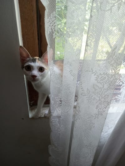 A curious cat peers from a window partially obscured by white lace curtains. The feline, predominantly white with patches of tan and light brown, stands on the windowsill, its front paws visible. Its large, expressive eyes focus on the viewer. The window frame is a dark wood, contrasting with the bright white of the curtain and the cat's fur. The wall beside the window is a muted grey. Sunlight filters through the curtains, creating soft shadows.
