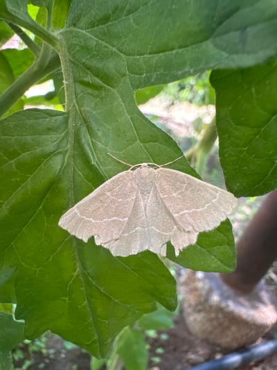 The image shows a light brown moth resting on a vibrant green leaf. The moth's wings are fanned out, displaying delicate, pale markings that resemble a network of fine lines. The leaf itself is large and textured, with prominent veins and a slightly fuzzy surface. The moth is positioned centrally on the leaf, with its body and antennae clearly visible. The background is softly blurred, suggesting an outdoor setting with natural light. Hints of other foliage and possibly some soil or ground are visible in the background, indicating a garden or natural environment. A dark, vertical object, possibly a pipe or a plant stem, is partially visible on the right side of the frame. Another blurred object, appearing light brown and textured, is present further in the background, and a dark, human-like limb is also discernible. The overall impression is one of a still moment captured in nature, likely during daylight hours given the brightness and natural lighting. No text is visible in the image. The location is specified as Belashtitsa, Bulgaria.
