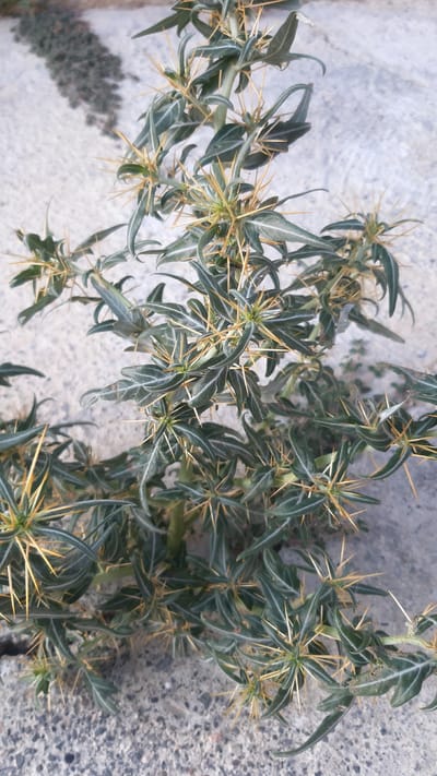 A close-up, overhead shot shows a thorny plant with green, spiky leaves and yellow spines. The plant is growing out of a concrete surface, possibly a sidewalk or road. The background is blurred, with a hint of shadow on the left side. The location is Korgöz, Azerbaijan.