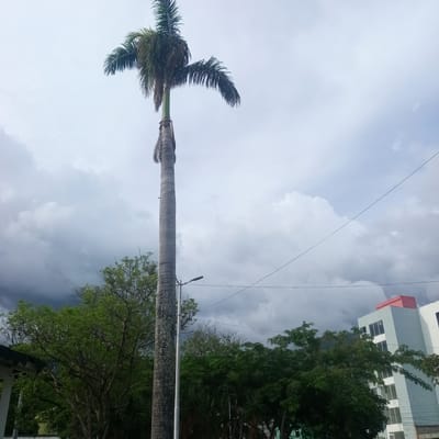 The image depicts an outdoor scene, possibly in El Limón, Venezuela, dominated by a tall, slender palm tree with sparse, drooping fronds at its apex. The sky is overcast with varying shades of grey and white clouds, suggesting an impending storm or recent rain. To the left of the palm tree, there is dense green foliage, possibly a cluster of trees. Further to the right, a modern building with light blue walls and white accents is visible. The building has multiple floors with large windows. A pink-colored structure caps the top of the building. A dark, thin wire stretches diagonally across the upper right portion of the image. Below the palm tree, a street light on a metal pole is present, along with more greenery. The overall impression is of a tropical or subtropical environment with a mix of natural elements and urban development.