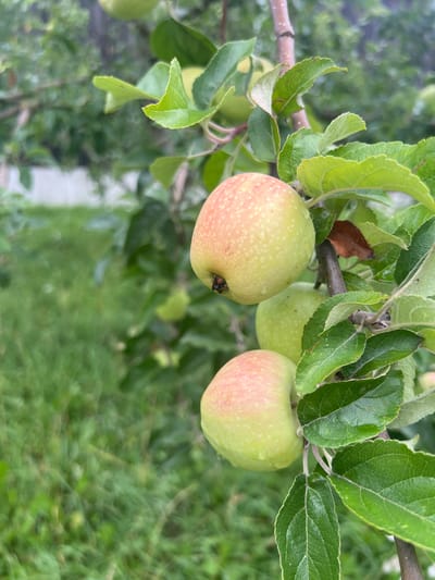 The image displays two partially ripe apples hanging from a tree branch, set against a backdrop of green foliage and a blurry, out-of-focus lawn. The apples, which are predominantly pale green with patches of pink blush, appear to have water droplets on their surfaces, suggesting recent rainfall or dew. They are surrounded by vibrant green leaves, some of which show a slightly lighter hue. The branch supporting the apples is brown and rough, characteristic of a fruit tree. The background consists of a soft green blur of grass and other vegetation, with a hint of a white structure visible in the upper left quadrant, possibly a fence or building. The lighting suggests an overcast or diffused natural light condition. The scene is outdoors and appears to be a garden or orchard. The location is identified as Moosburg, Germany.
