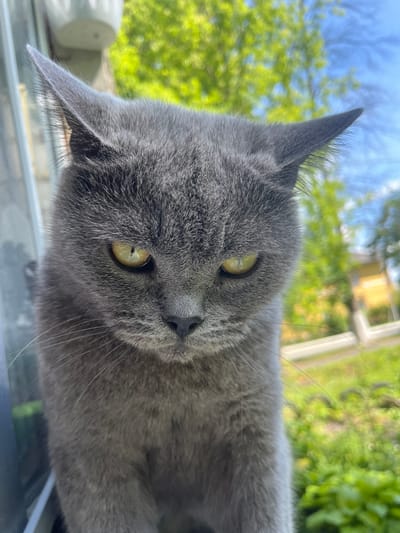 A close-up, low-angle, outdoor, eye-level shot features a domestic shorthair cat with dense, grey fur and piercing yellow eyes. The cat's ears are erect and pointed. Its expression appears somewhat displeased or suspicious, with its brow furrowed. Long, white whiskers extend from its muzzle. The background is blurred, showing lush green foliage and a bright blue sky with white clouds, suggesting a sunny day. A white structure is visible in the upper left corner, possibly part of a building or window frame. The scene is set in a garden or yard. This image was captured in Belyye Berega, Russia.