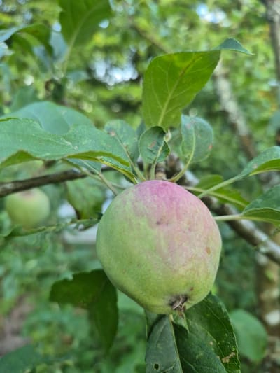 The media file displays a close-up view of an unripe apple hanging from a tree branch, surrounded by green leaves. The apple, predominantly green, shows streaks of pink, indicating it is still developing. The background is a blur of more green foliage and tree branches, suggesting an outdoor, natural setting. The lighting appears to be natural daylight, likely on a clear or partly cloudy day, as there are some bright spots and soft shadows. The focus is sharp on the apple and its immediate leaves, while the rest of the scene is softly blurred, creating a shallow depth of field that emphasizes the apple as the primary subject. There are no people visible. The scene evokes a sense of nature and the agricultural process of fruit growth. No text is visible in the image. The setting is contextualized as Trier, Germany, suggesting a temperate climate suitable for apple orchards.