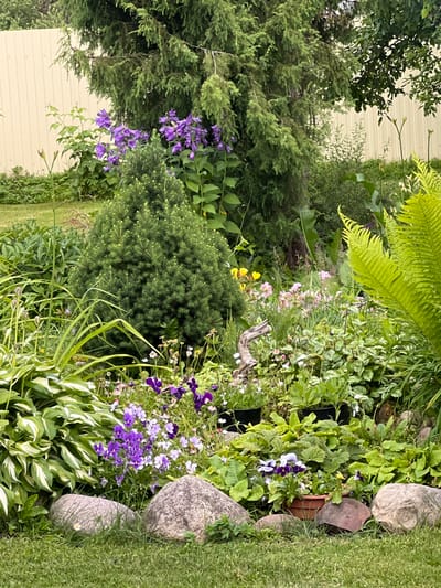 This is a vertical, medium-shot photograph of a lush garden, likely taken during the daytime on a clear day. The setting is a garden with a variety of plants and natural elements. Prominent subjects include dense evergreen shrubs, feathery ferns, and clusters of purple and white flowers. Large, smooth stones are interspersed within the foliage, and a section of a pale yellow, corrugated fence is visible in the background. The overall impression is one of a well-maintained and vibrant garden, possibly a private backyard in a rural or suburban location. There are no people or animals visible in the frame, and no text is present. The composition is rich with textures and varying shades of green and purple, suggesting a peaceful and natural environment.