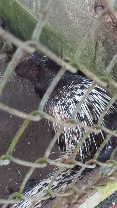 The image shows a porcupine behind a wire fence. The porcupine has dark fur and distinctive black and white quills. It is standing on bare dirt ground, possibly inside an enclosure. The fence is old and slightly rusted, with some green moss or algae growing on it. The location is possibly a zoo or wildlife park in Takdat, Thailand, based on the user's request.