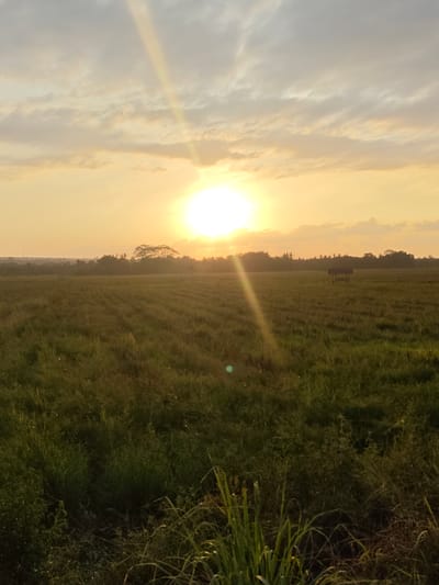 The image depicts a panoramic view of a rural landscape at sunset, likely in or around Dayahmeunara, Indonesia. The sun, a bright white orb, is positioned centrally in the sky, casting a warm, golden light across the scene and creating prominent sunbeams. The sky is filled with scattered clouds, tinged with yellow and orange hues from the setting sun.
In the foreground, a field of green crops, possibly rice paddies given the location, stretches towards the horizon. The crops appear to be planted in neat rows, and the overall impression is one of lush vegetation. Tall grasses and other foliage are visible at the very bottom of the frame.
In the middle ground, the field continues, with a small, simple hut or shelter visible in the distance, offering a solitary focal point amidst the vastness of the field. A line of trees and foliage forms a dark silhouette against the bright sky along the horizon. The distant landscape is hazy, characteristic of a warm climate and the low angle of the sun.
The overall atmosphere is tranquil and serene, evoking a sense of rural peace and the natural beauty of a sunset in a tropical environment. There are no people or animals visible in the image. The image is a vertical composition, emphasizing the height of the sky and the expanse of the landscape.
