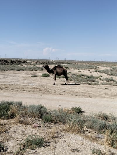A lone camel stands in a dry, dusty landscape under a clear blue sky. The ground is a mix of sand and gravel, with sparse, dry vegetation scattered throughout. In the background, a line of utility poles stretches across the horizon, suggesting the presence of infrastructure in this arid region. The light suggests it is daytime, possibly mid-morning or afternoon, as the sun casts shadows. The scene is tranquil and desolate, evoking a sense of isolation. The camel appears to be a dromedary, with one hump. It is facing to the left of the frame, with its head held high. There is no visible text in the image. The setting is likely rural Kazakhstan, given the context.